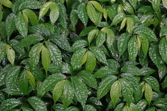 Elatostema cyrtandrifolium