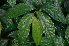 Elatostema cyrtandrifolium
