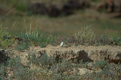 Montifringilla davidiana