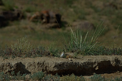 Montifringilla davidiana