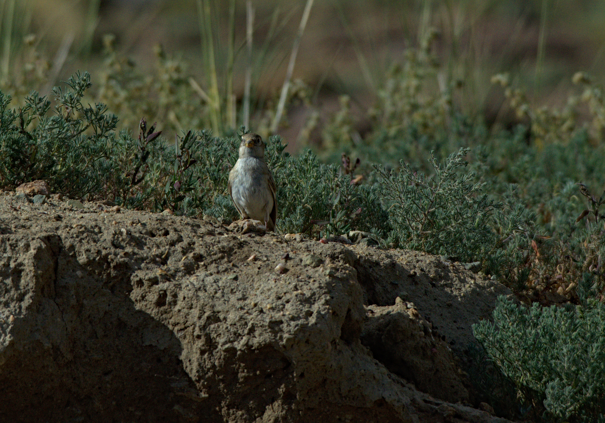 Pere David's Snowfinch