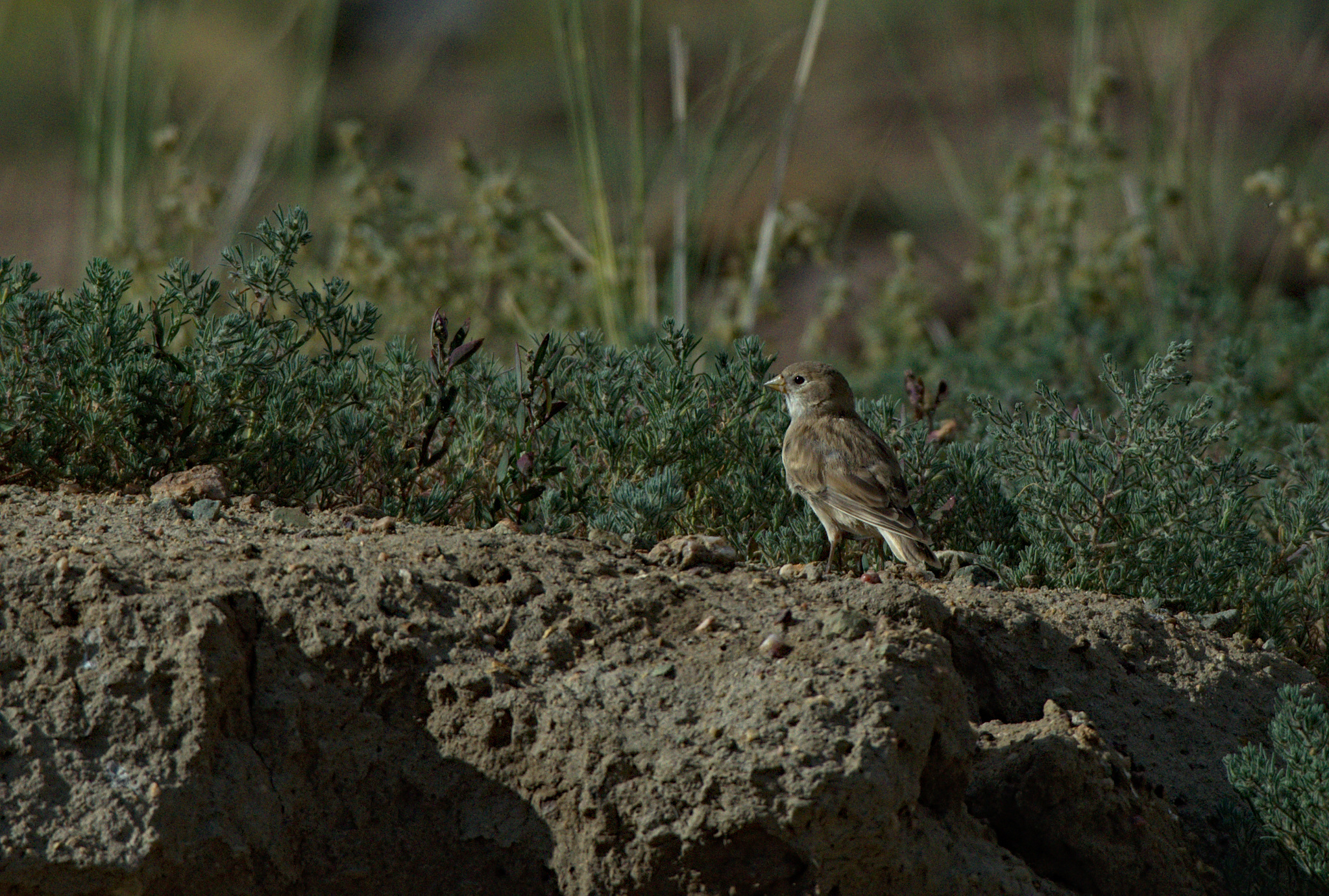 Pere David's Snowfinch