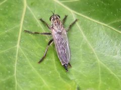 Eutolmus rufibarbis