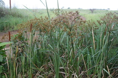 Cyperus dives
