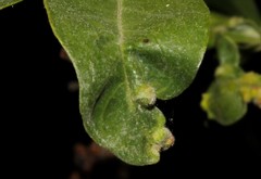 Aceria massalongoi