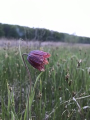 Fritillaria meleagroides