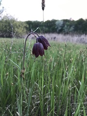 Fritillaria meleagroides