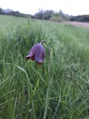 Fritillaria meleagroides