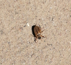 Amphimallon solstitiale