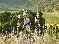 Alcea setosa