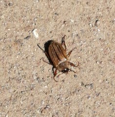 Amphimallon solstitiale