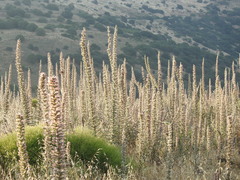 Echium glomeratum