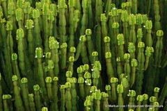 Euphorbia ingens