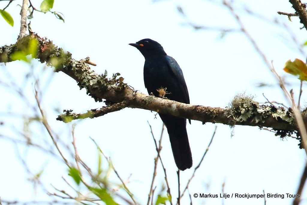 Petit's Cuckooshrike