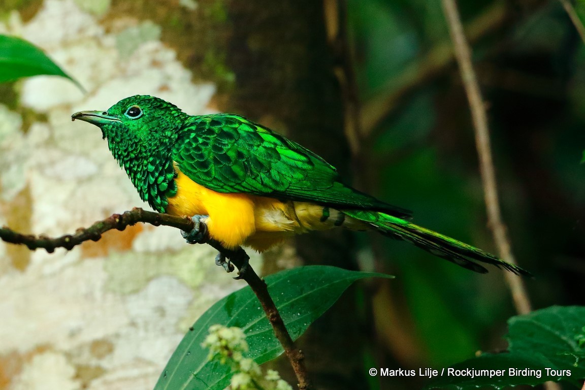 African Emerald Cuckoo (Chrysococcyx cupreus) · iNaturalist