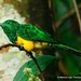 African Emerald Cuckoo - Photo (c) Markus  Lilje, some rights reserved (CC BY-NC-ND), uploaded by Markus  Lilje