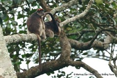 Piliocolobus tephrosceles