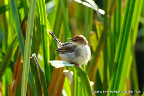 Carruthers's Cisticola