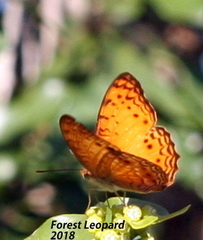 Phalanta eurytis eurytis