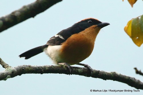 Lühder's Bushshrike