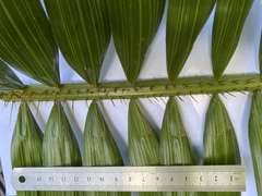 Calamus radicalis
