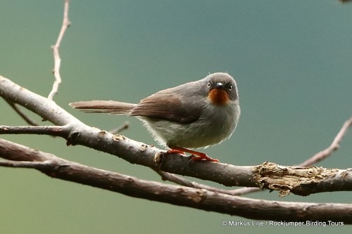 Chestnut-throated Apalis