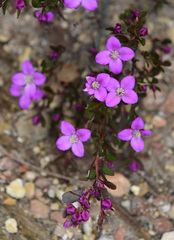 Boronia crenulata