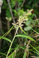 Scleria angusta