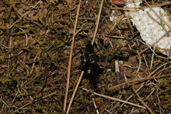Hemipenthes velutina