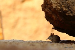 Elephantulus rupestris