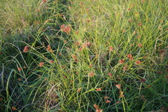 Rhynchospora barrosiana