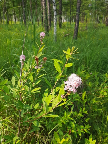 Gluosnialapė lanksva nuotrauka