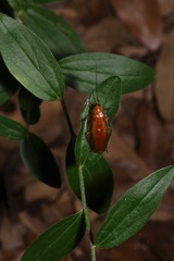 Parcoblatta fulvescens