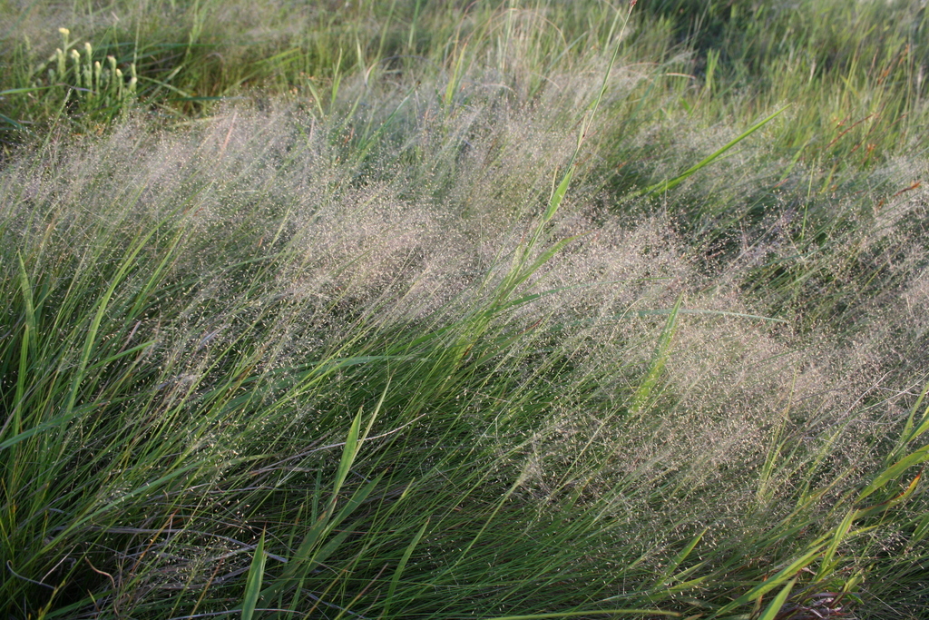 Misty Dropseed