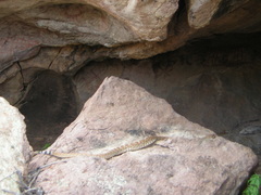 Crotalus ruber ruber