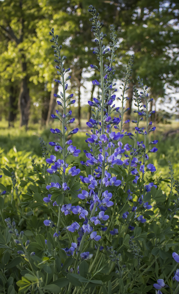 Baptisia australis, Jefferson County, WI, USA