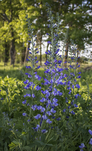 False Indigo (Baptisia) plant photo (Baptisia australis)
