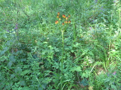Tephroseris porphyrantha