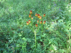 Tephroseris porphyrantha