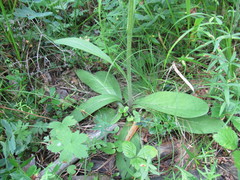 Tephroseris porphyrantha