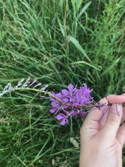 Chamaenerion angustifolium