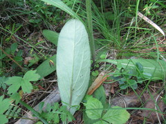 Tephroseris porphyrantha