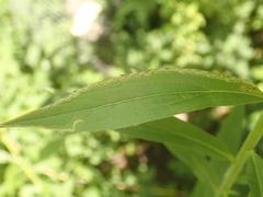 Phytomyza solidaginis