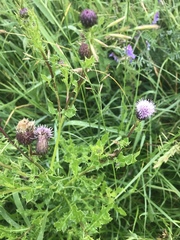 Cirsium arvense