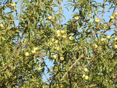 Pyrus syriaca