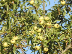 Pyrus syriaca