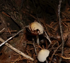 Parcoblatta fulvescens