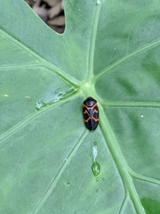 Okiscarta uchidae