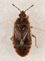Chilacis typhae