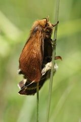 Malacosoma alpicolum